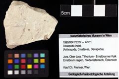 Foto (Objket + Etiketten) von Decapoda indet. 